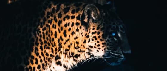 Yggdrasil Partners ReelPlay để giải phóng Jaguar SuperWays khỏi Bad Dingo